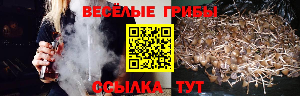 Галлюциногенные грибы Psilocybe  продажа наркотиков  Сертолово 